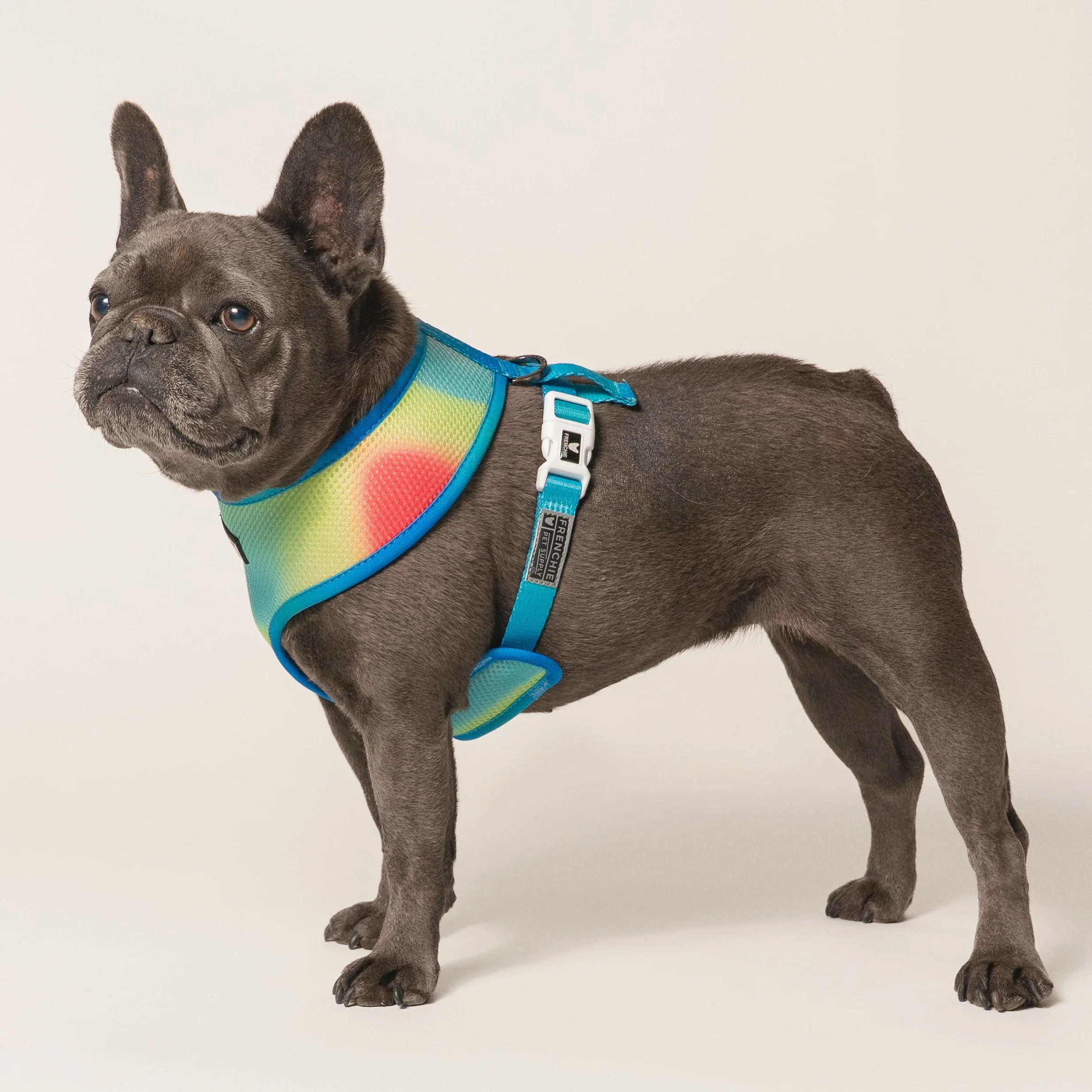 Frenchie Duo Reversible Harness (Gummies) - 소형~중형견용