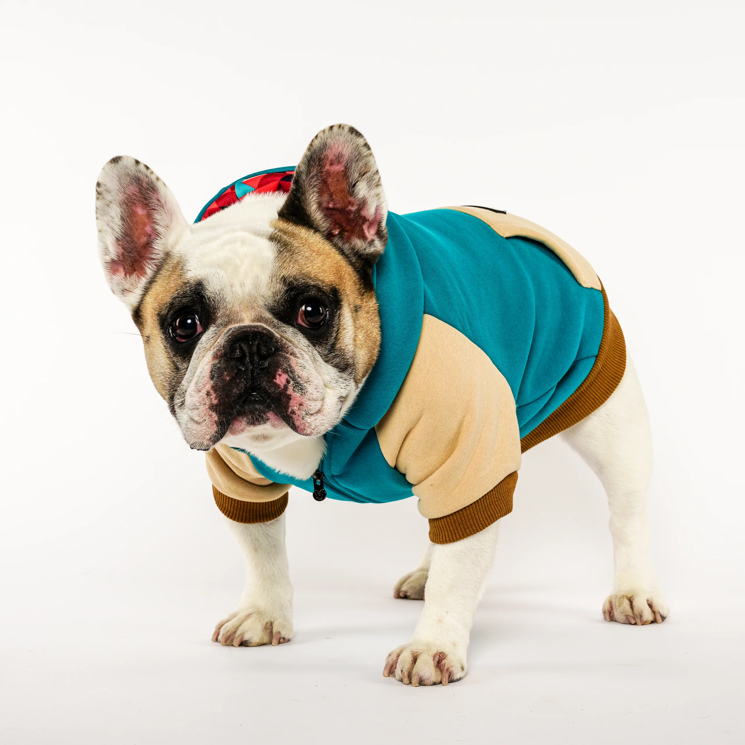Frenchie Dog Hoodie Oasis Varsity Fit for Frenchies and Small Breeds