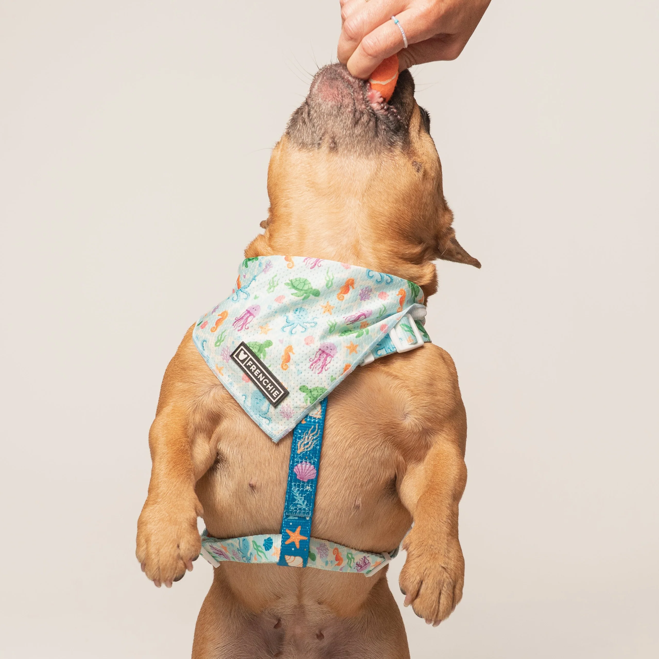 Frenchie Strap-sele Aquatic Critters med dobbeltsidet polyesterstrop